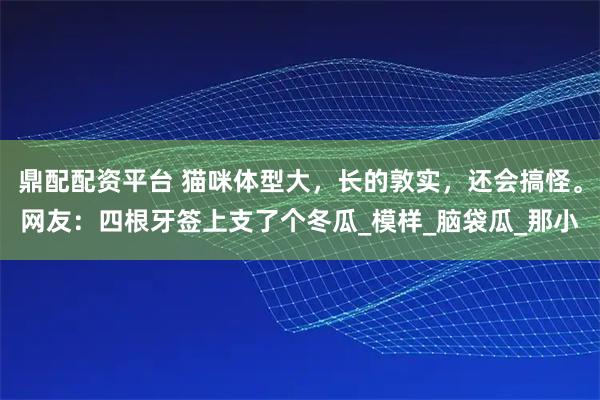 鼎配配资平台 猫咪体型大，长的敦实，还会搞怪。网友：四根牙签上支了个冬瓜_模样_脑袋瓜_那小